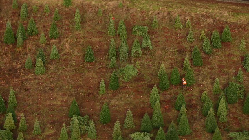 Helicopter transports a tree while workers operate on a plantation