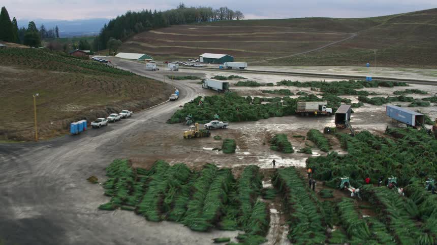 Pile of cut trees arranged in a logistics yard with trucks and sheds around
