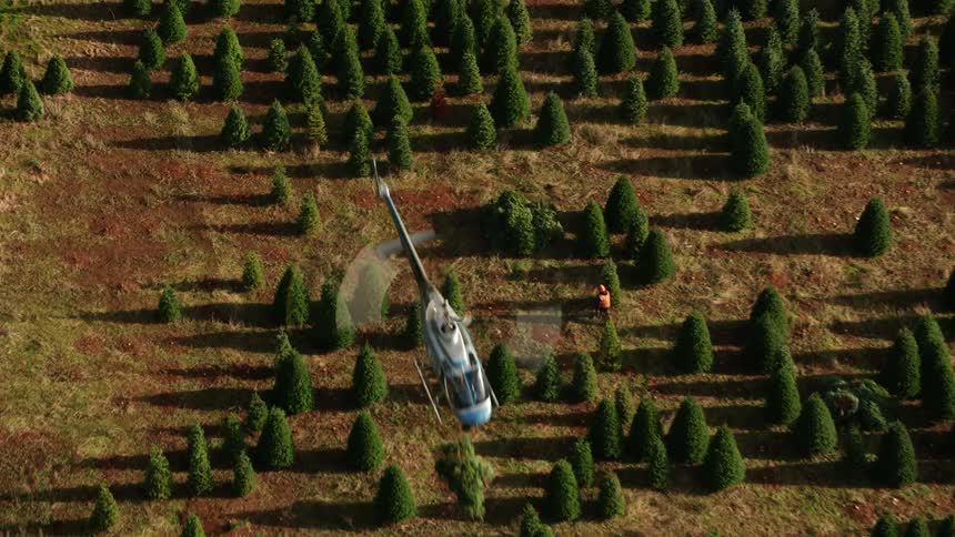 Helicopter hovers over a tree plantation as a person watches from the ground