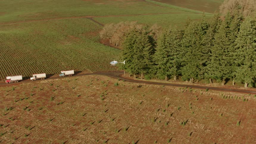 Helicopter flies overhead carrying a tree on a truck next to a plantation