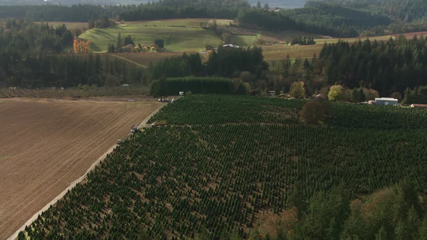 Aerial panorama of a coniferous forest and agricultural fields