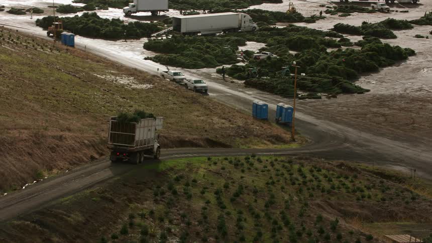An aerial view shows a white truck loaded with harvested pine trees driving on a narrow road through a tree farm