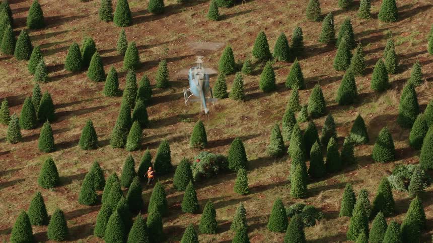 Aerial view of a symmetrical tree plantation with a helicopter pulling one of the trees