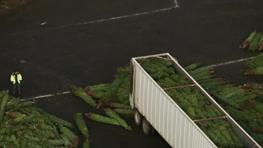Tuck unloads dozens of rolled christmas trees while a worker watches the operation