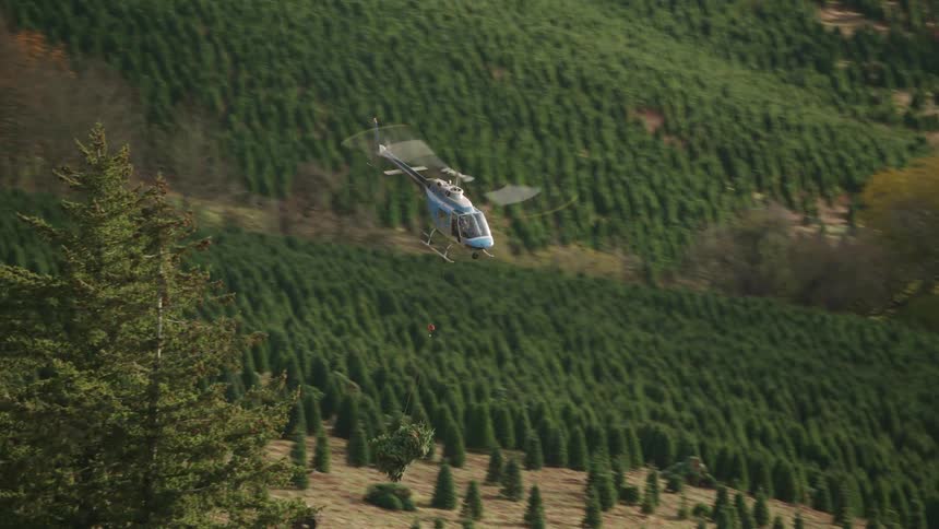 A helicopter is airlifting harvested christmas trees from a large tree farm transporting them to waiting trucks