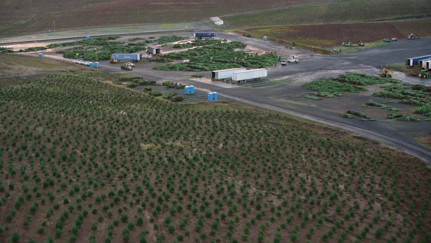 An aerial view of a large agricultural area with rows of plants several structures and vehicles on a wellorganized farming operation