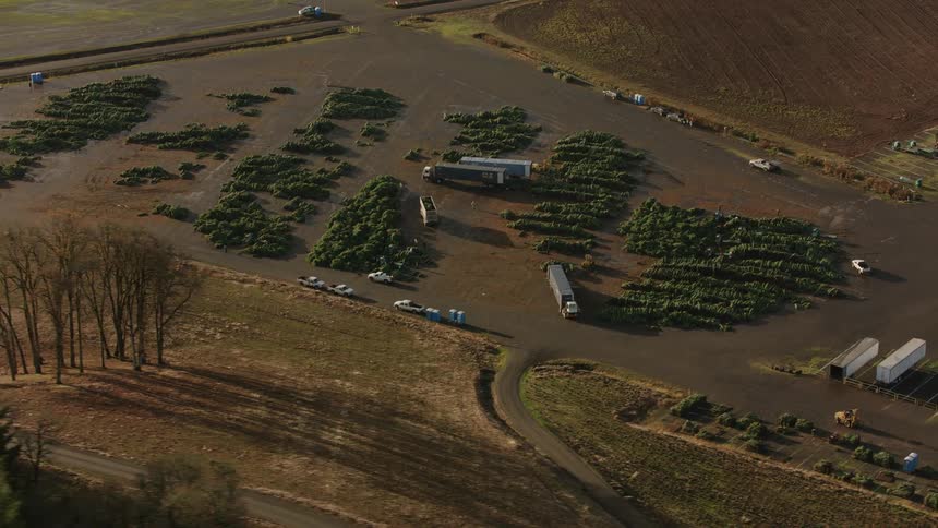 An aerial view of a large agricultural area with rows of plants various structures and vehicles showcasing a wellorganized farming operation