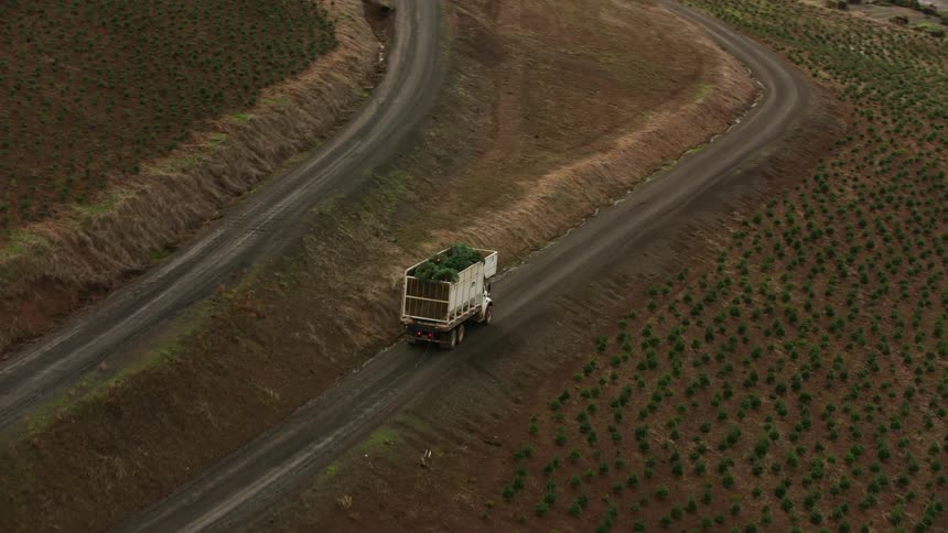 Truck loaded with plants travels along a dirt road next to a plantation