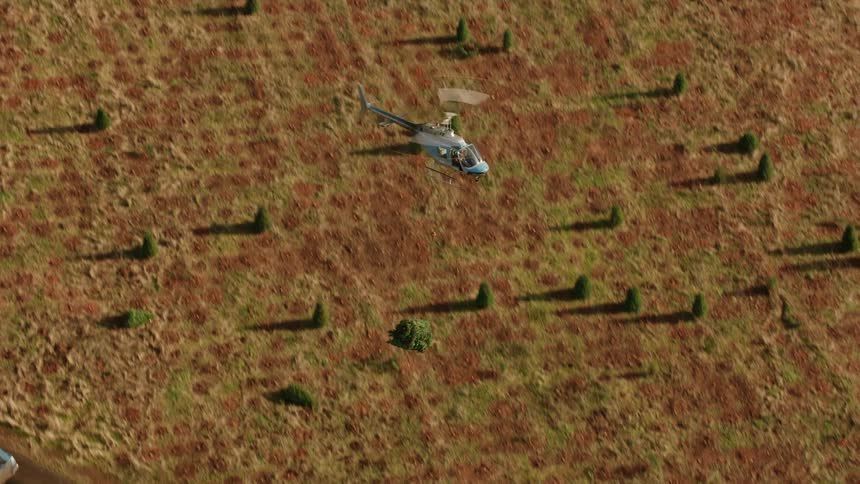 A helicopter delivers pine trees hanging from a cable into the back of a truck flying over a field of neatly planted rows