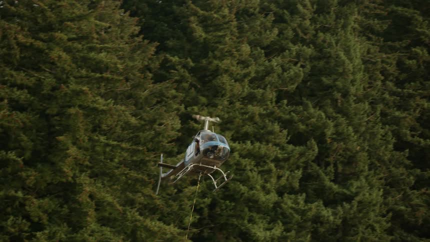 A helicopter delivers pine trees hanging from a cable flying over a field of neatly planted rows