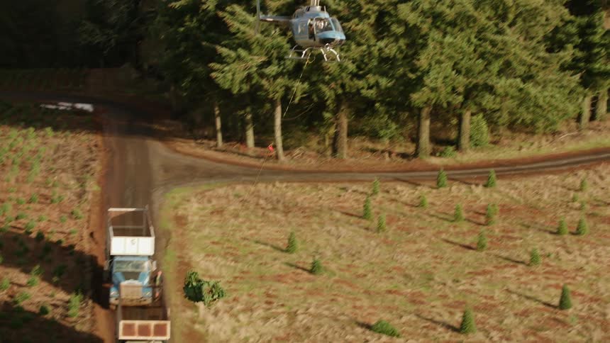 A helicopter delivers pine trees hanging from a cable into the back of a truck flying over a field of neatly planted rows