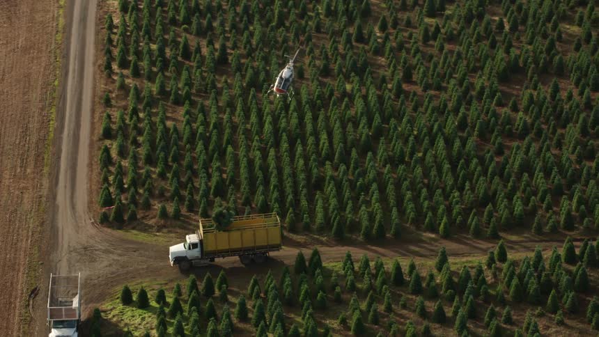From an aerial view a helicopter is in flight carrying spruce trees dropping them into the open cargo bay of a box truck before flying out of the scene away from the spruce tree forest
