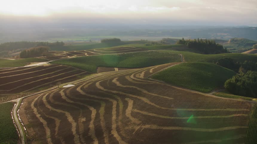 Cultivated fields form undulating patterns on green hills in the diffuse light of dawn