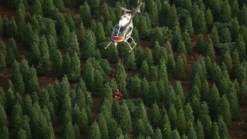 A worker directs a helicopter to lift trees on the farm