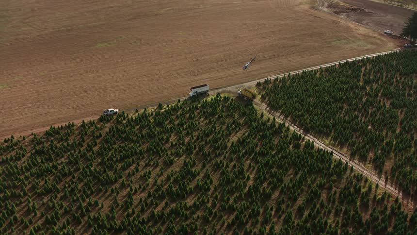 Vehicles and a helicopter are positioned next to a tree plantation in the middle of a rural area