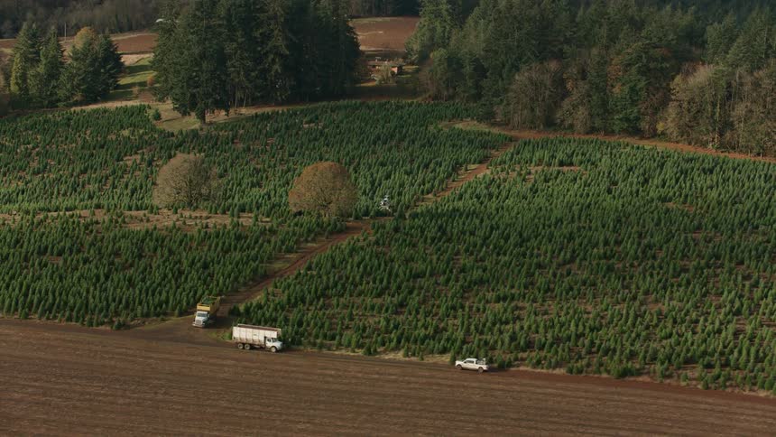 Tree planting with trucks and a helicopter in operation