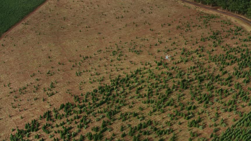 Helicopter flying over a plantation surrounded by trees with trucks parked on the road nearby