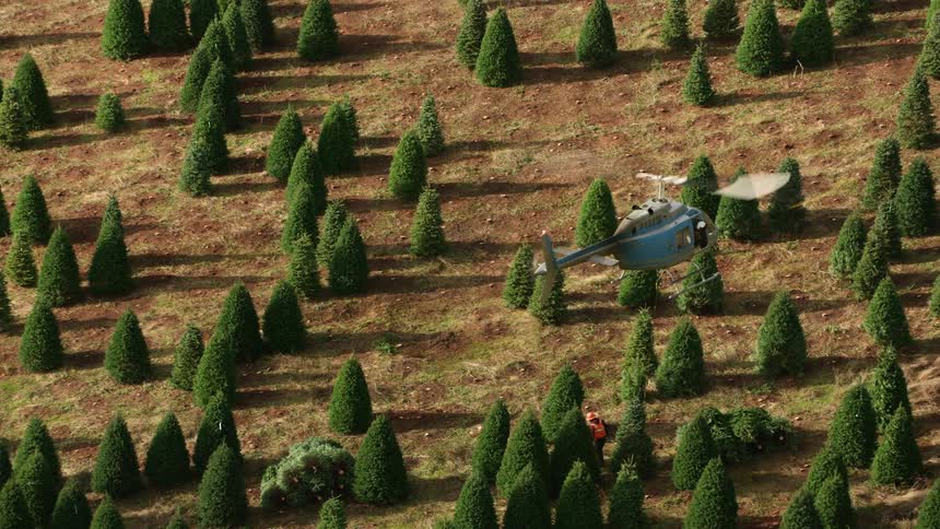 Blue helicopter flies over pulling a symmetrically arranged tree