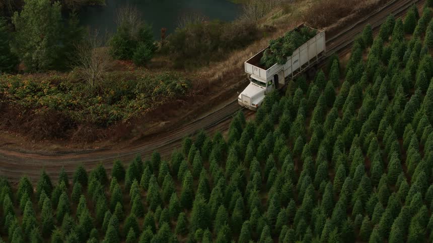 An aerial view shows a white truck loaded with harvested pine trees driving on a narrow road through a tree farm