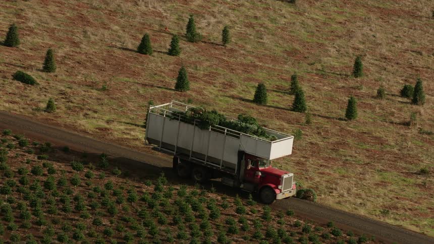 Red truck transporting freshly cut trees on a rural plantation