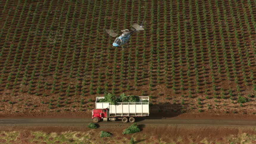 A helicopter delivers pine trees hanging from a cable into the back of a truck flying over a field of neatly planted rows