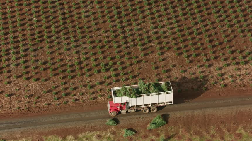 A helicopter delivers pine trees hanging from a cable into the back of a truck flying over a field of neatly planted rows