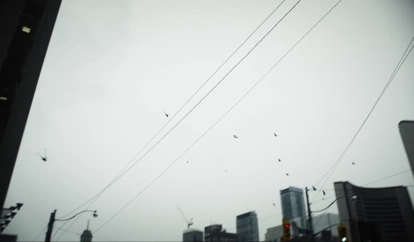 Group of birds flying in a cloudy sky over the city
