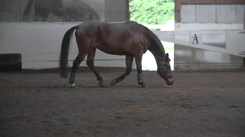 A horse walking around