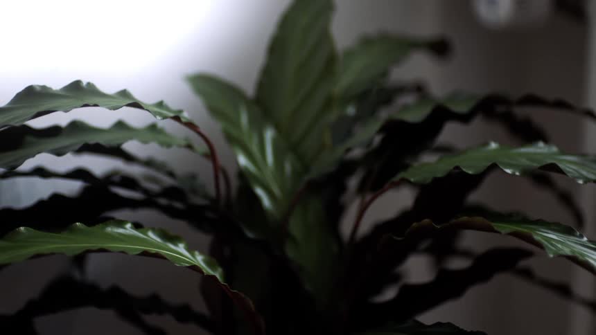 A potted plant with dark textured leaves gently waving in the air in a dimly lit room