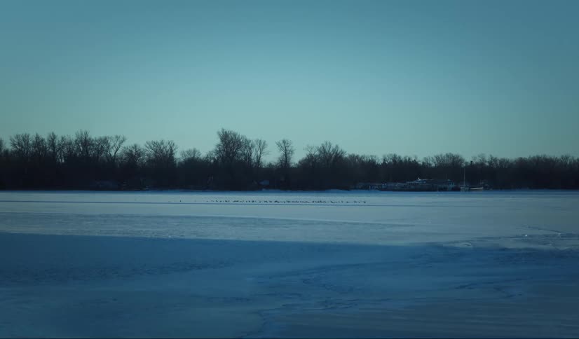 Flock of birds stands on the frozen water bordering leafless trees on a winter day