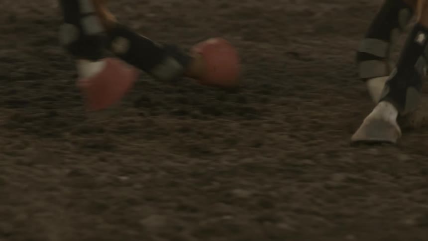 Brown horse with the number 50 on its forehead runs in a rodeo arena as the audience watches in the background