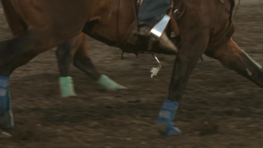Two horses moving inside a sandy arena wearing green and blue protection on their legs