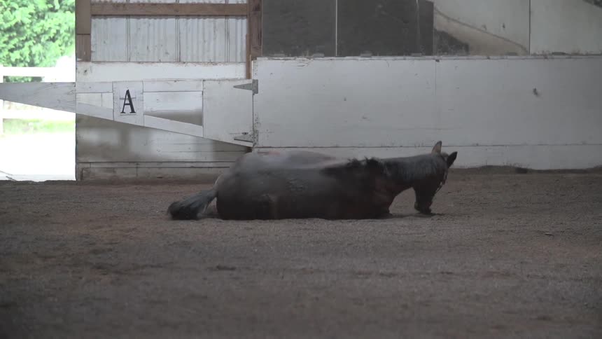 A horse falling down on the ground