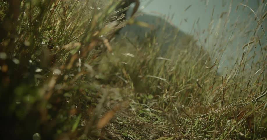 Legs of a person running along a bush path
