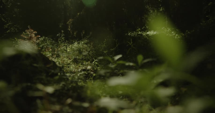 Legs of a person running on a trail