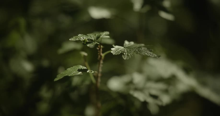 A small plant with textured leaves illuminated against a dark blurred background