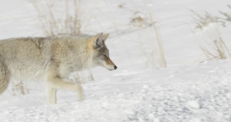 A coyote walks up a snow covered hillside on a sunny winter day