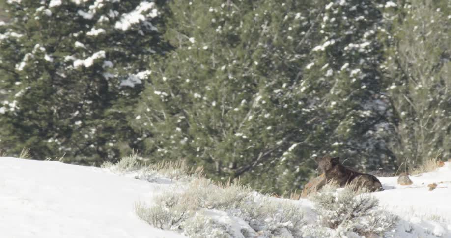 A wolf is captured midyawn in a snowy winter setting resting peacefully among snowladen trees depicting a serene moment of wildlife in a natural wintry environment