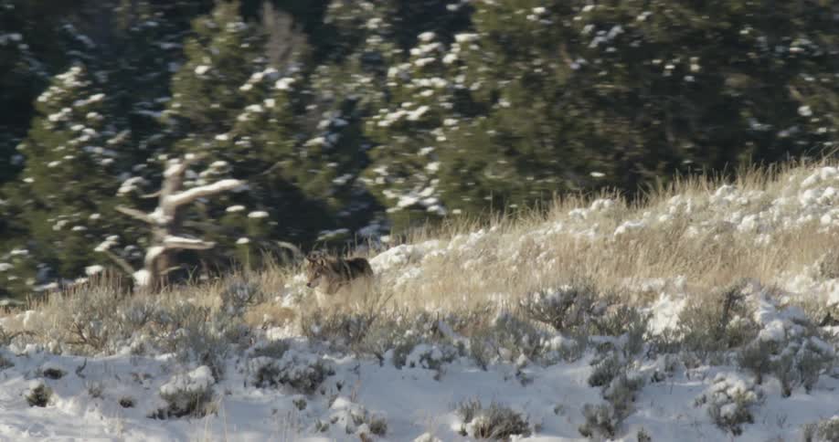 Wolf walking in a snowy area through the mountains