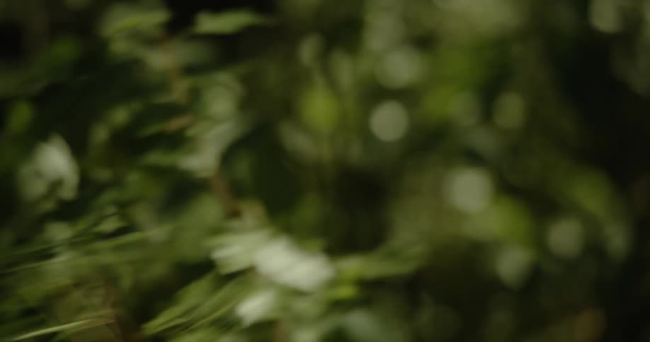 A man running through a field accidentally hits a tall plant causing it to sway back and forth