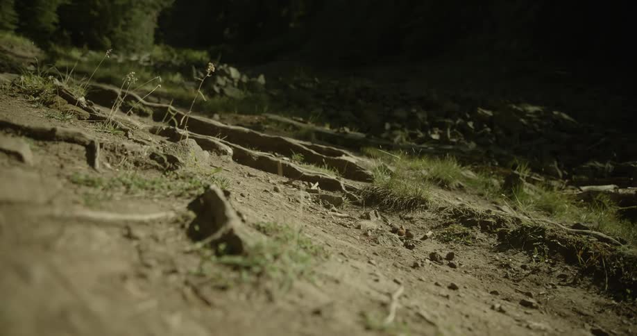 Sandy and clay soil with vegetation
