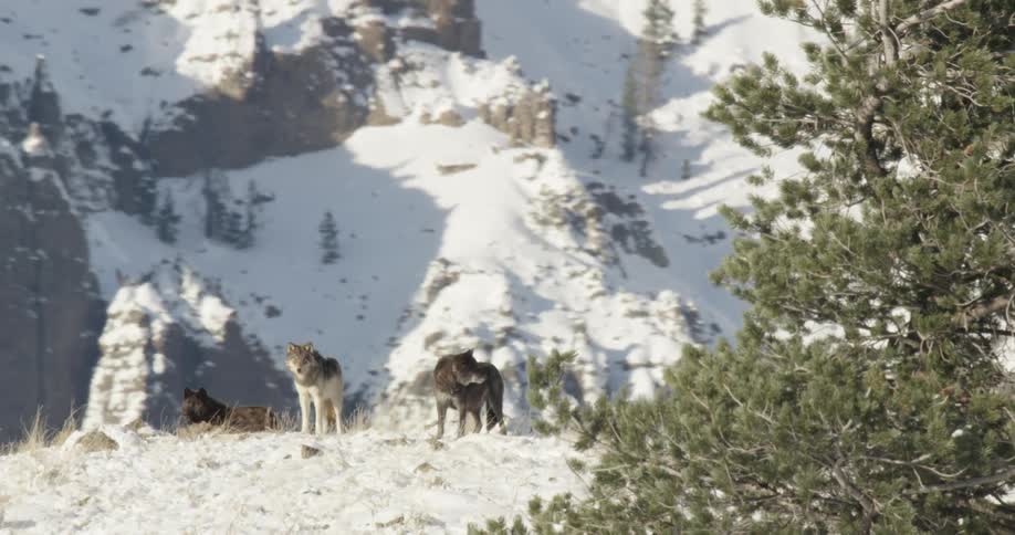 Aerial view of a pack of wolves standing on a snow covered ridge against a backdrop of rocky cliffs