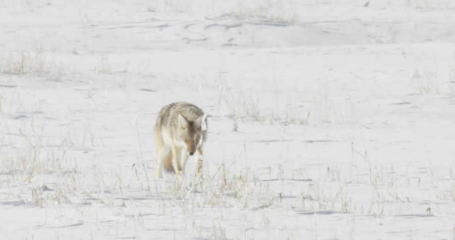 Lone coyote walking across snow covered field
