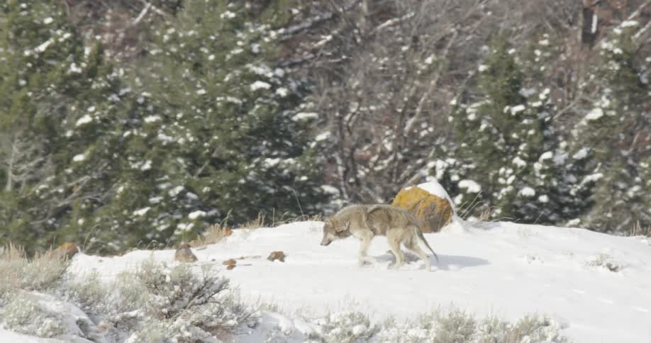 Wolf walks on a snowy mountain
