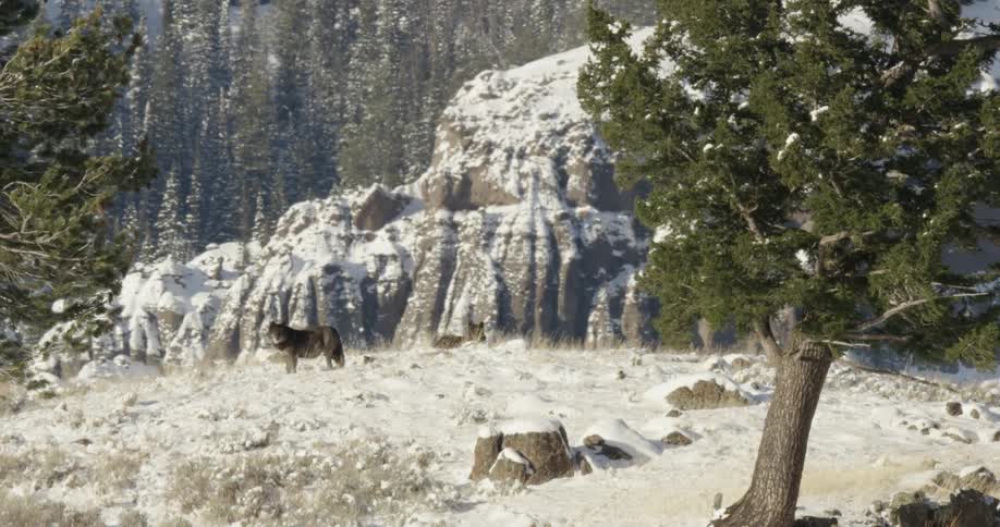 A wolf stands in a snowy clearing surrounded by snowcovered rocks and pine trees in the mountains