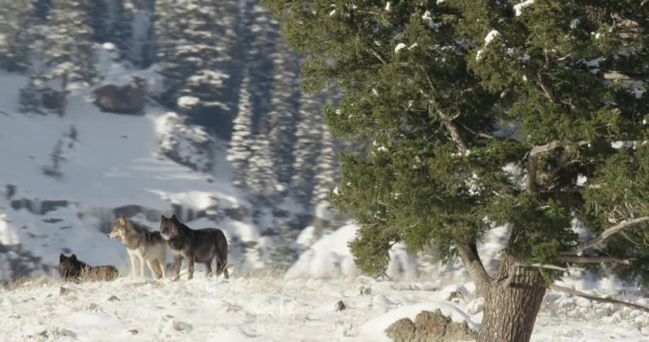 Three wolves are standing on the mountain peak