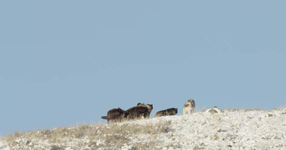Pack of wolves stands and moves on a snowy hill during the day