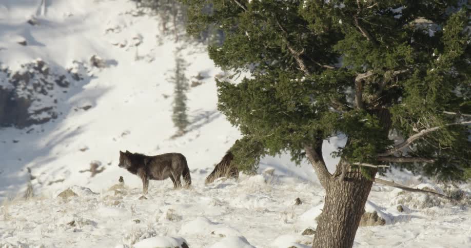 Two wolves stand on a snowy hillside near a pine tree with a mountain backdrop