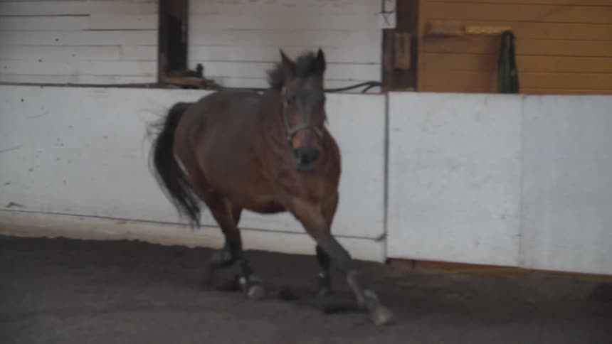A horse running around indoors