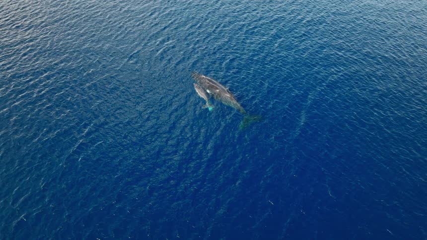 An aerial clip of marine animals
